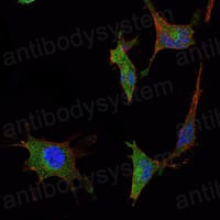 Валидация IF - AntibodySystem RHJ46102