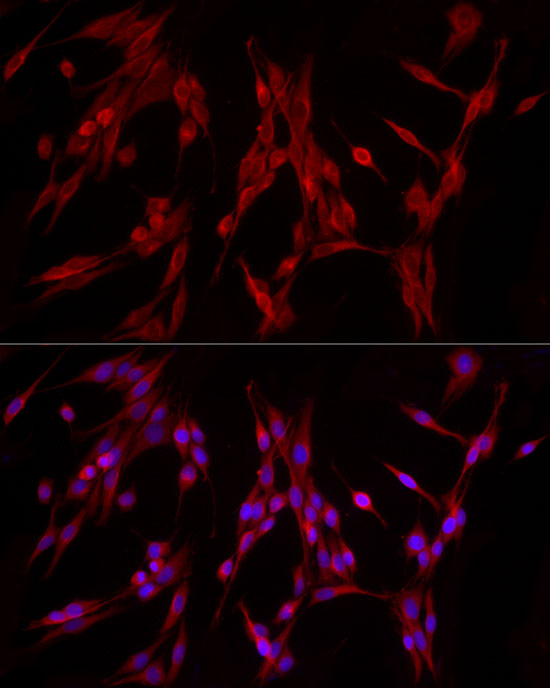Валидация Elabscience E-AB-92180