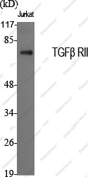 Вестерн-блоттинг, TGF β Receptor II, клетки Jurkat