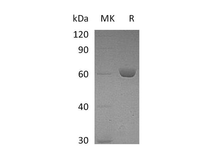 Валидация Elabscience PKSM040974(4912)