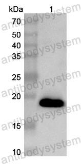 Валидация AntibodySystem PHB02701