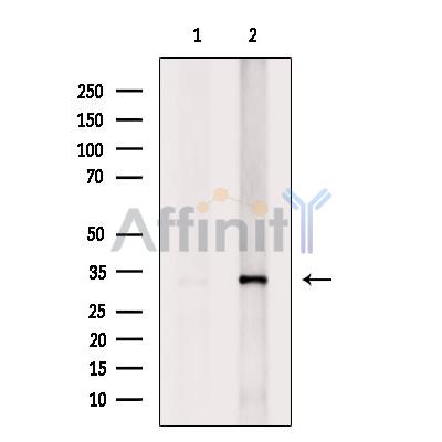 Валидация Affinity DF9746 - 22560