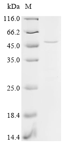 SDS-PAGE