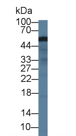 12639