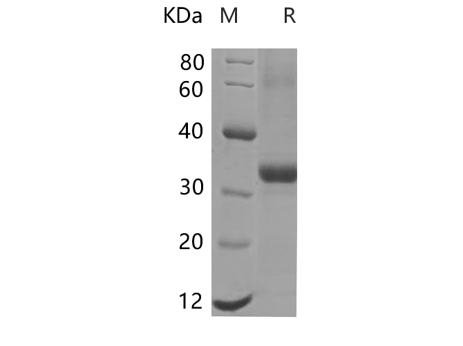 Валидация Elabscience PDEM100216(550)