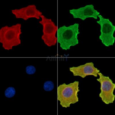 Валидация Affinity DF14715 - 10783