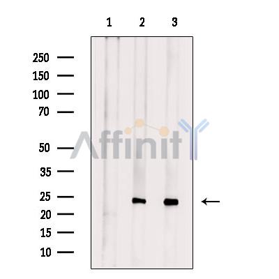 Валидация Affinity DF9546 - 22201