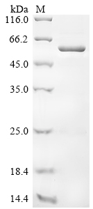 SDS-PAGE