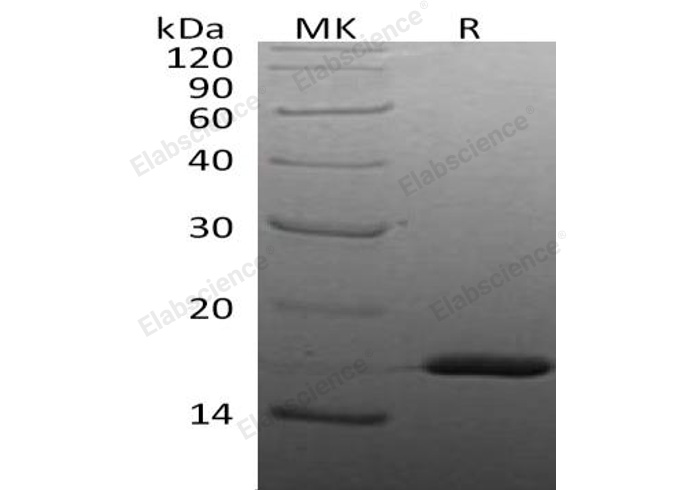 Валидация Elabscience PKSH032628(3068)