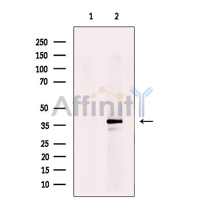 Валидация Affinity AF4739 - 2358