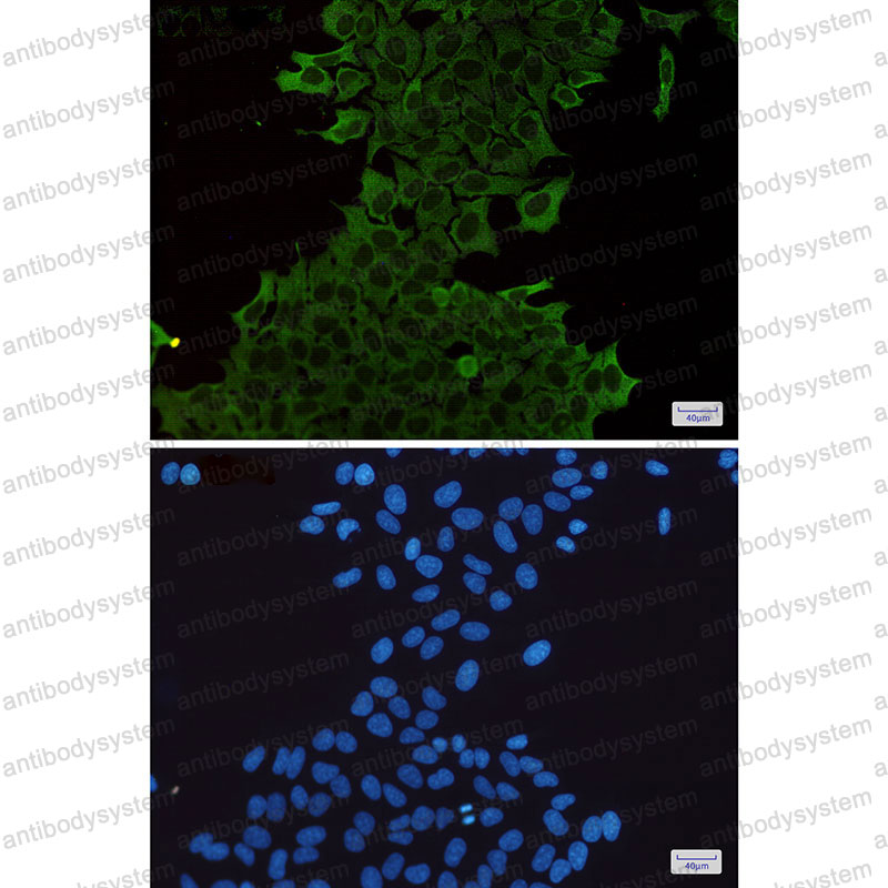 Валидация IF - AntibodySystem RHC69303