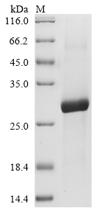 SDS-PAGE