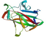 Discoidin Domain Receptor Family, Member 1 (DDR1) Discoidin Domain Receptor Family, Member 1 (DDR1)