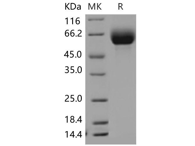 Валидация Elabscience PKSM040473(4469)