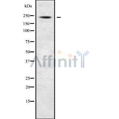 Валидация Affinity DF9247 - 21674