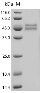 SDS-PAGE