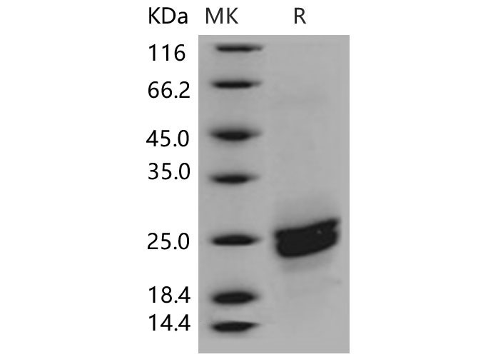 Валидация Elabscience PKSM040547(4537)