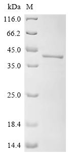 SDS-PAGE