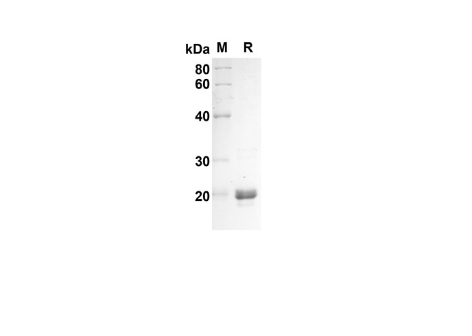 Валидация Elabscience PDEH100537(53)