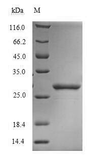 SDS-PAGE