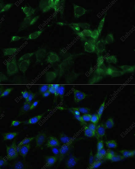 Иммунофлуоресценция, HSP90AA1, клетки NIH-3T3