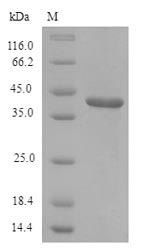 SDS-PAGE