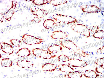 Валидация AntibodySystem RHG06501 (2823)