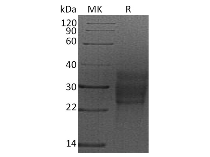 Валидация Elabscience PKSR030459(5772)
