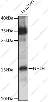 Вестерн-блоттинг, NHLH1, клетки U-87MG
