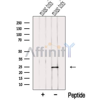 Валидация Affinity DF13188 - 8177