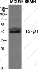 Вестерн-блоттинг, TGFB1, клетки MCF7