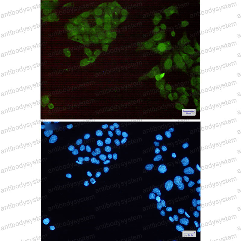 Валидация IF - AntibodySystem RHF83003