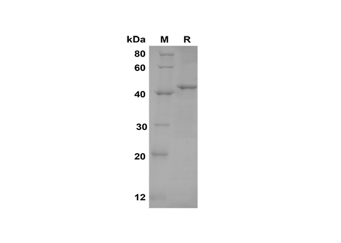 Валидация Elabscience PDEM100162(511)