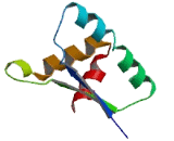 Ribonuclease P/MRP 30kDa Subunit (RPP30) Ribonuclease P/MRP 30kDa Subunit (RPP30)