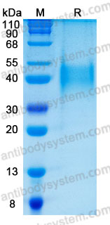 Валидация AntibodySystem AHD08001