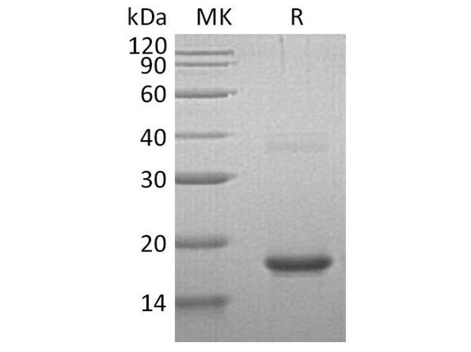 Валидация Elabscience PKSH032281(2783)