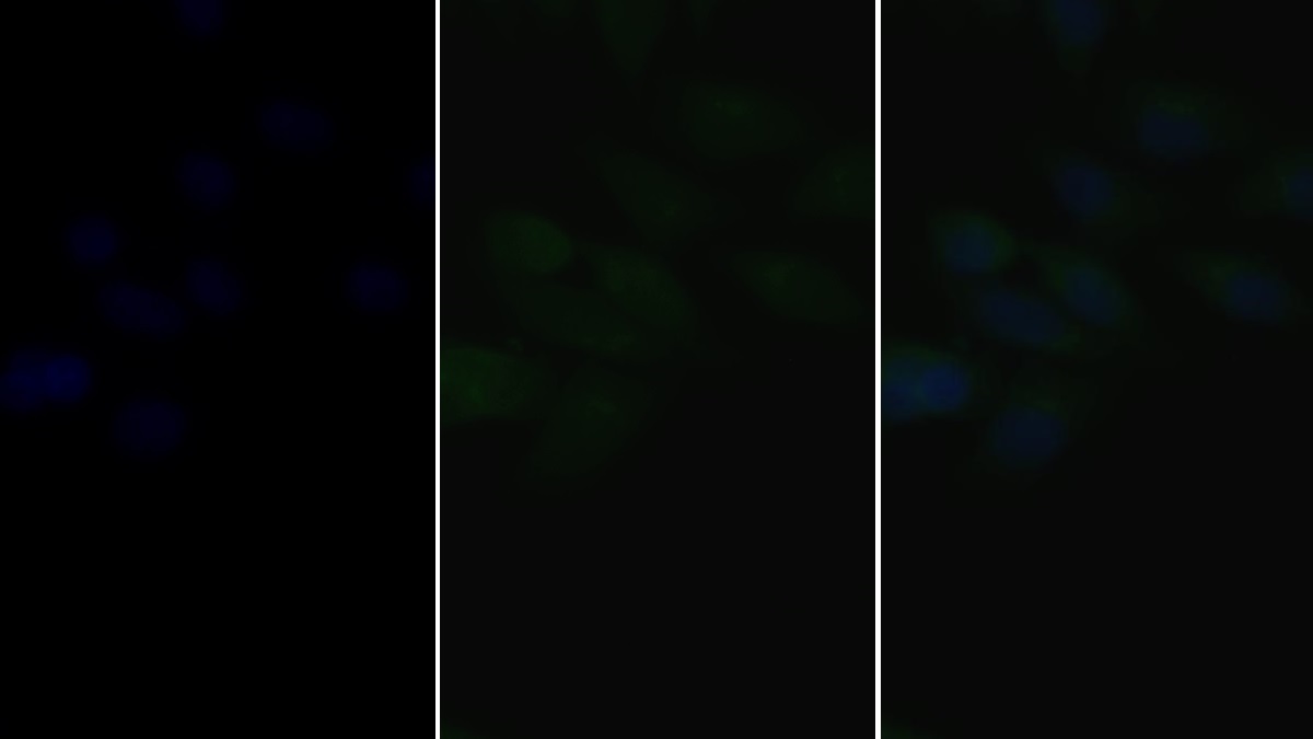 24007