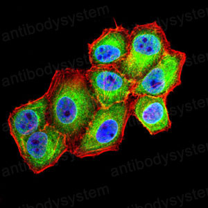 Валидация IF - AntibodySystem RHE68101