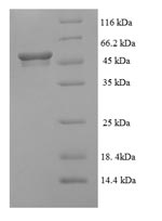 SDS-PAGE