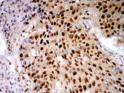 Валидация AntibodySystem RHC40105 (1002)