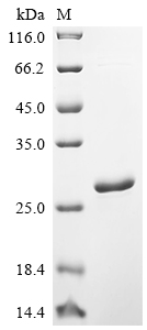 SDS-PAGE