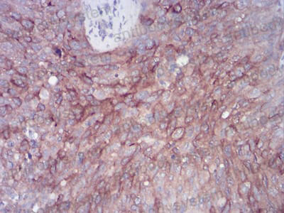 Валидация AntibodySystem RHN94502 (3982)