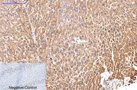 Валидация AntibodySystem RHB95804 (482)