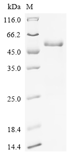 SDS-PAGE