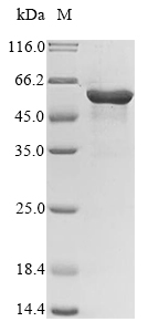 SDS-PAGE