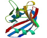 Killer Cell Lectin Like Receptor Subfamily C, Member 3 (KLRC3) Killer Cell Lectin Like Receptor Subfamily C, Member 3 (KLRC3)
