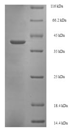 SDS-PAGE