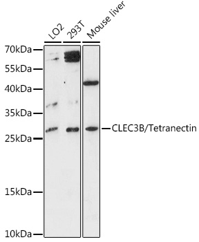 Валидация Elabscience E-AB-90401
