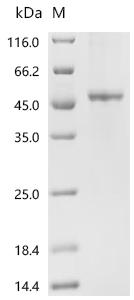 SDS-PAGE