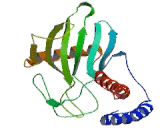 Hyaluronan Binding Protein 1 (HABP1)